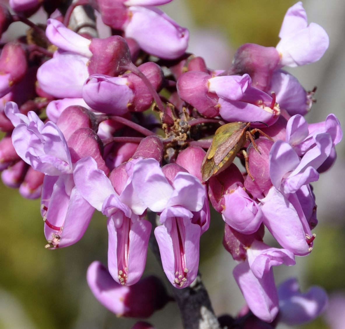 Изображение особи Cercis siliquastrum.