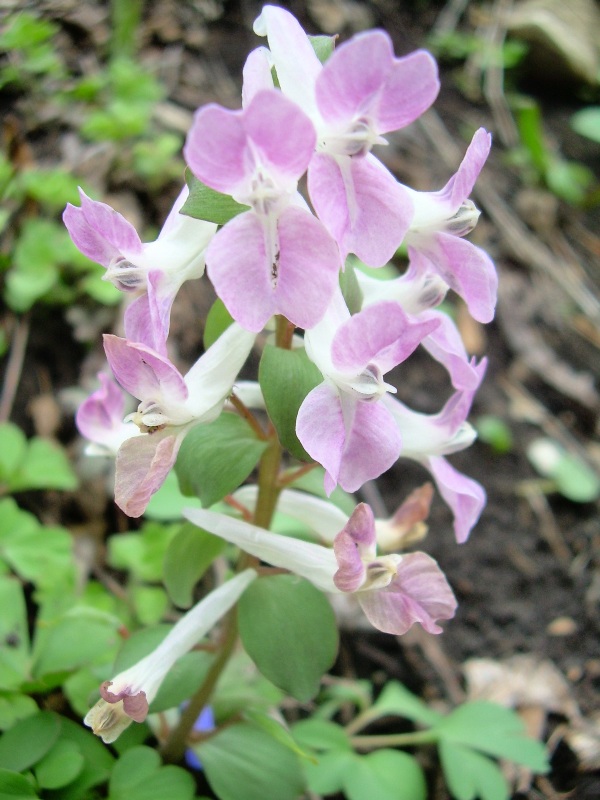 Image of Corydalis caucasica specimen.