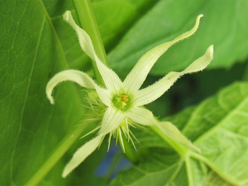 Изображение особи Echinocystis lobata.