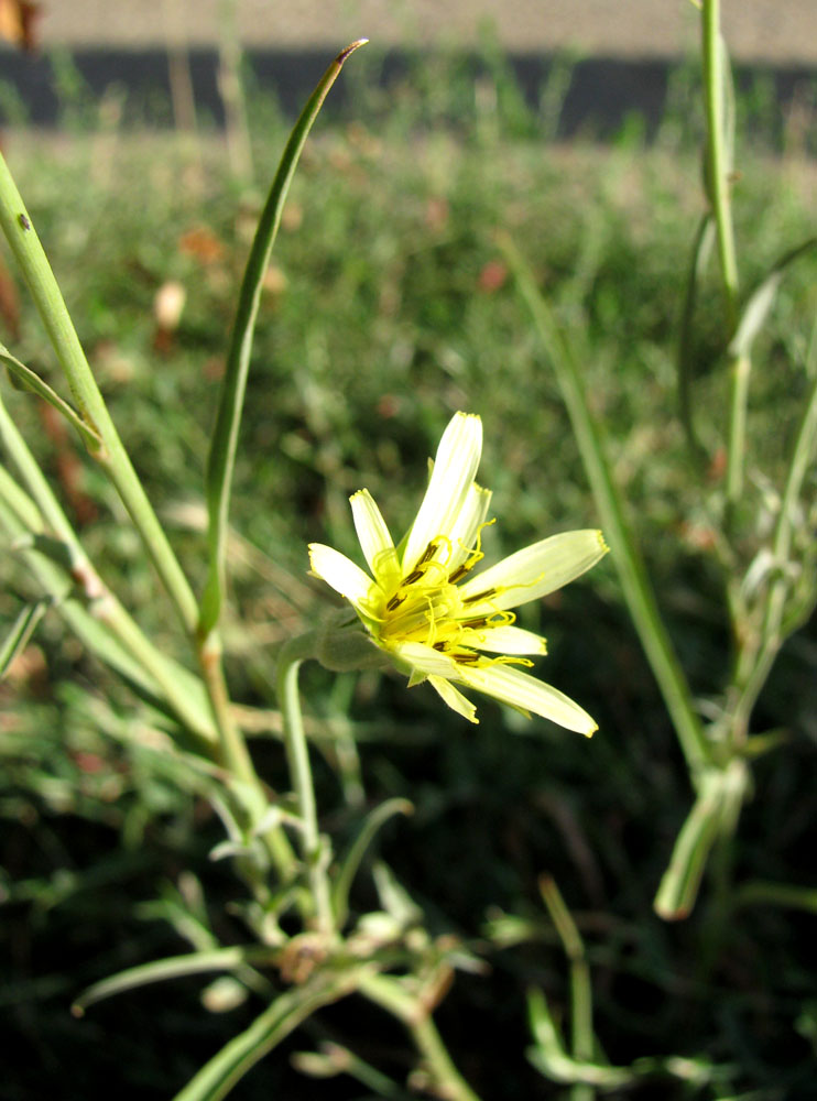 Изображение особи Tragopogon soltisiorum.