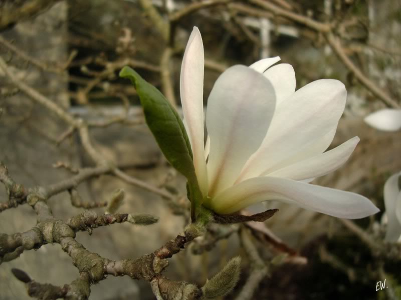 Изображение особи Magnolia stellata.