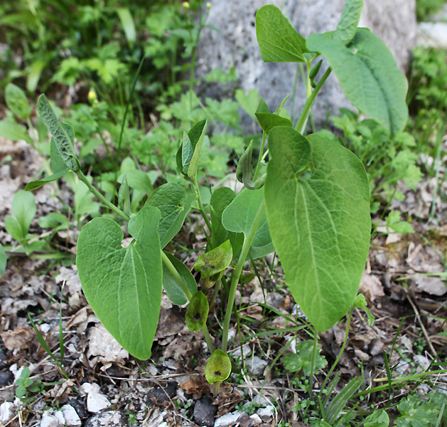 Изображение особи Aristolochia iberica.