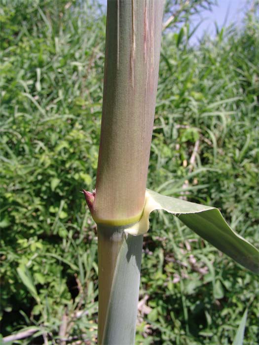 Image of Arundo donax specimen.