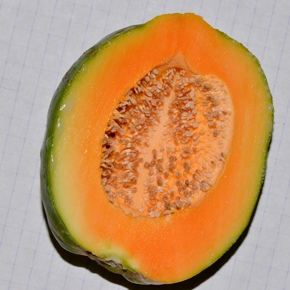 Image of Carica papaya specimen.