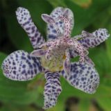 Tricyrtis hirta