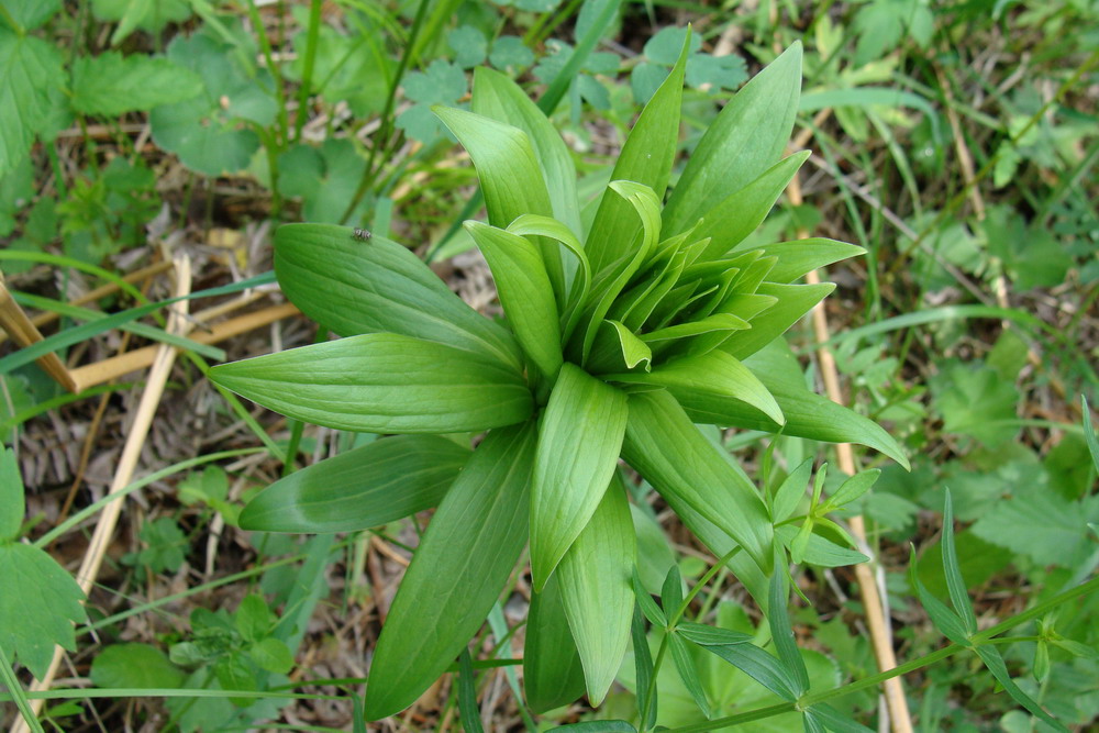 Изображение особи Lilium pilosiusculum.