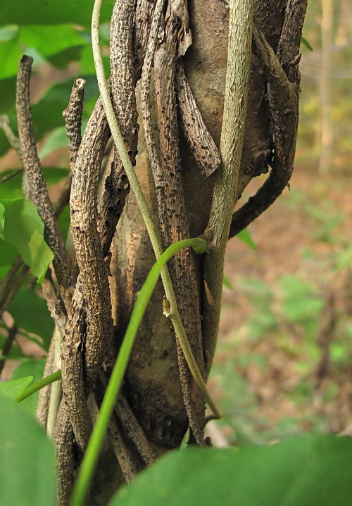 Image of Wisteria floribunda specimen.