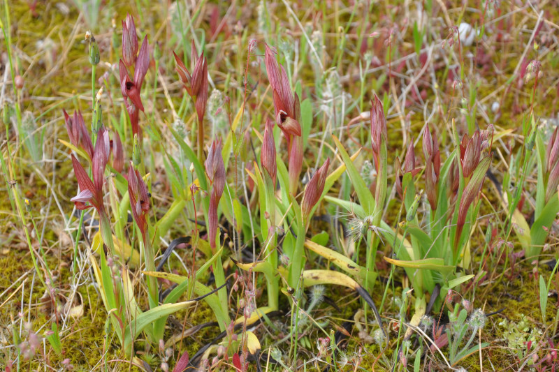 Image of Serapias parviflora specimen.