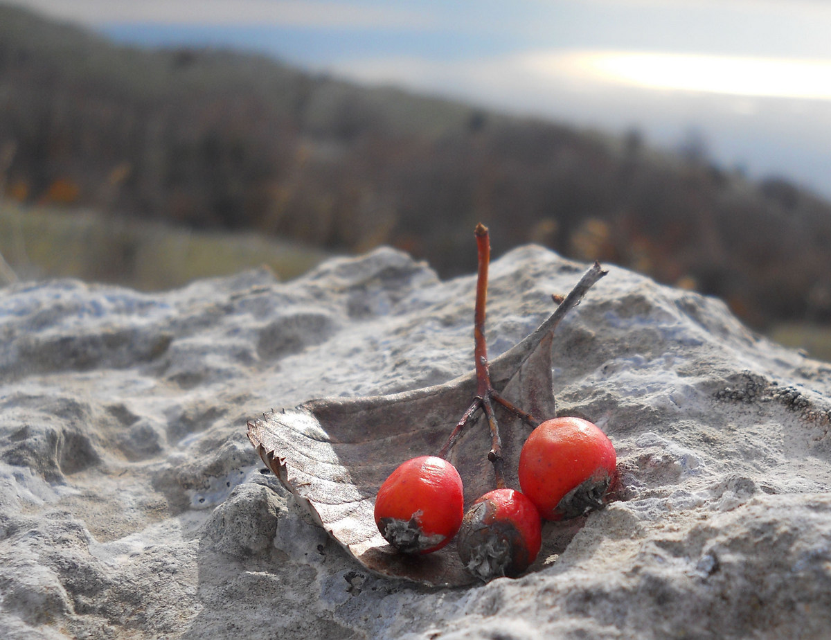 Изображение особи Sorbus taurica.