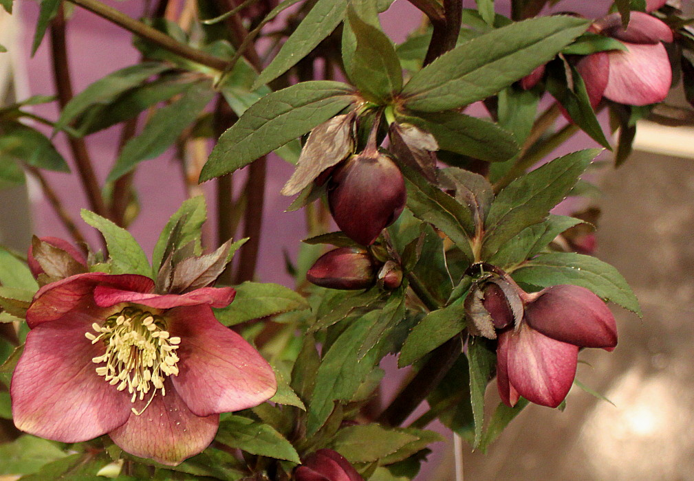 Изображение особи Helleborus abchasicus.