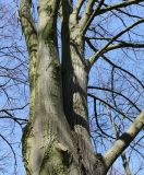 Tilia platyphyllos. Скелетные ветви взрослого дерева. Германия, г. Krefeld, Ботанический сад. 20.04.2013.