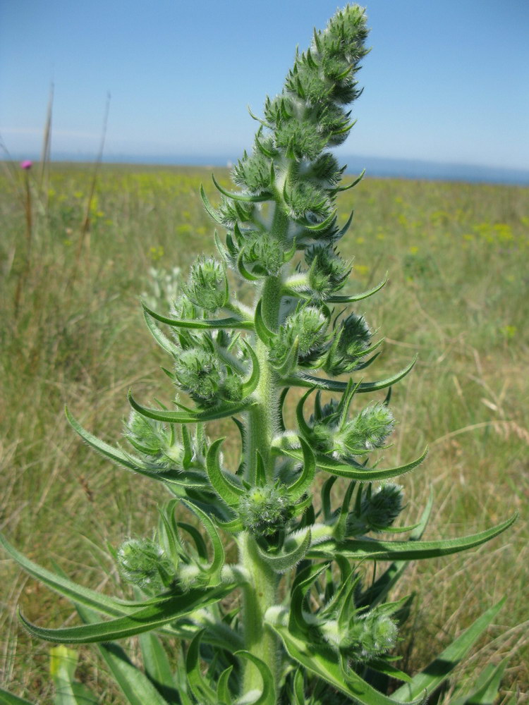 Изображение особи Echium biebersteinii.