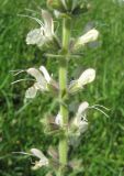 Salvia austriaca