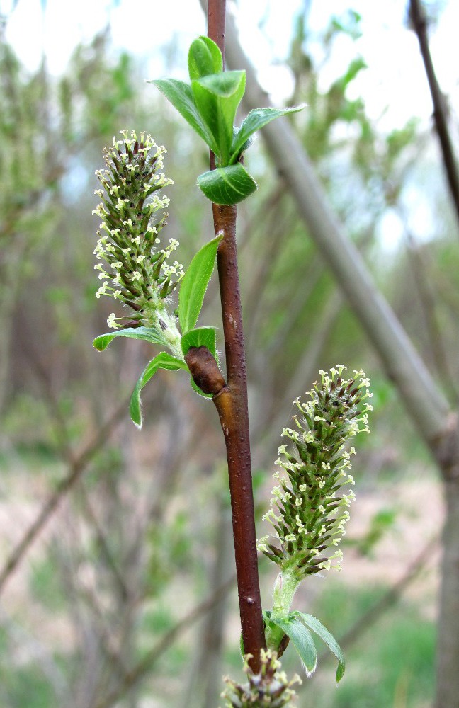 Image of Salix myrsinifolia specimen.