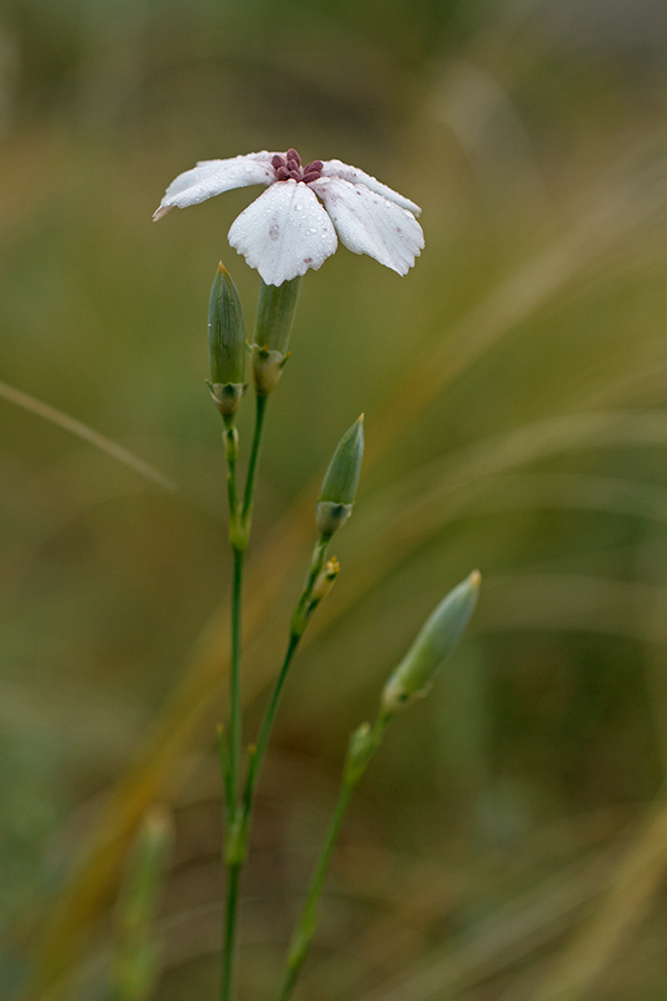 Image of genus Dianthus specimen.