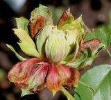 Rosa chinensis. Цветок ('Viridiflora'). Германия, г. Krefeld, Ботанический сад. 02.06.2013.