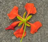 Delonix regia. Цветок (вид со стороны цветоножки). Таиланд, Донсак. 21.06.2013.