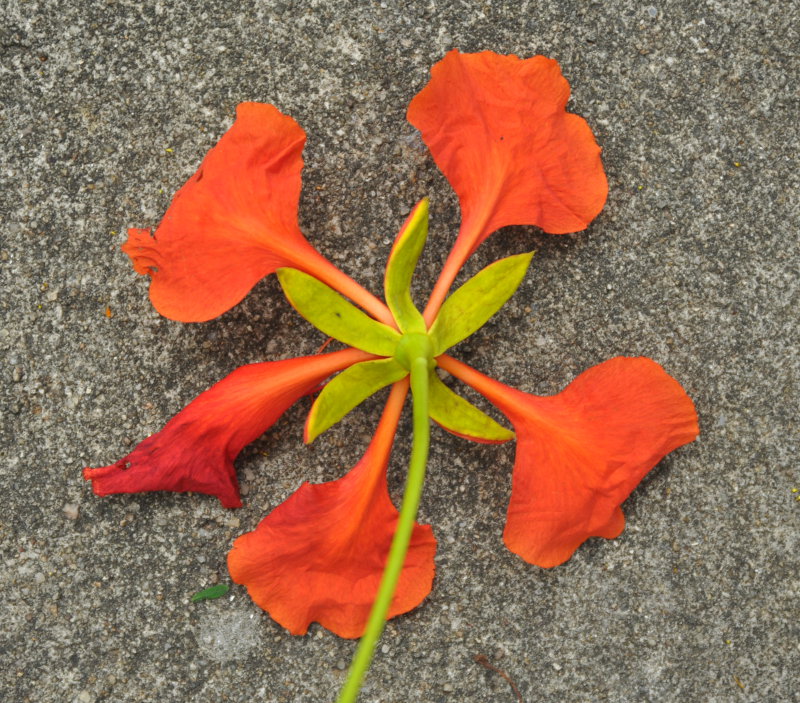 Image of Delonix regia specimen.