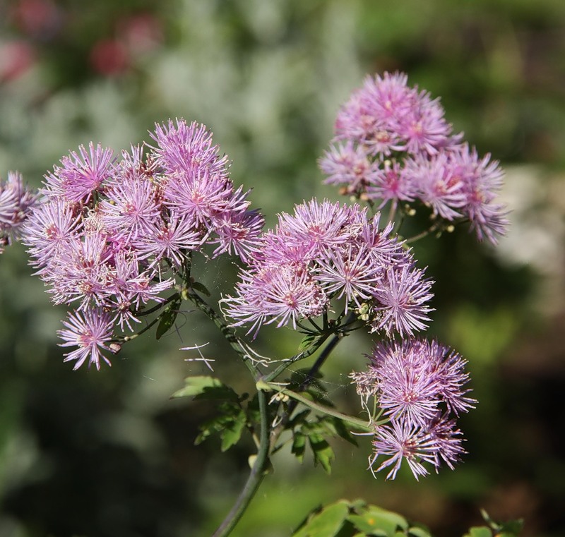 Image of Thalictrum aquilegiifolium specimen.