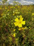 Potentilla acervata