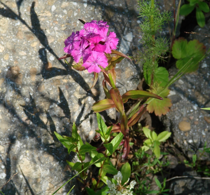 Изображение особи Dianthus barbatus.