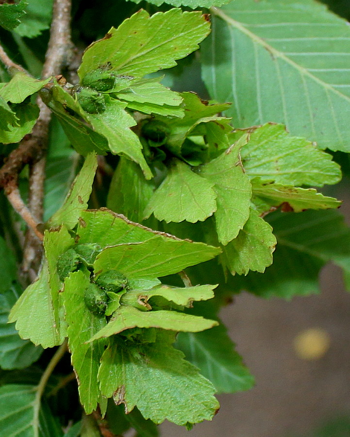 Изображение особи Carpinus turczaninowii.