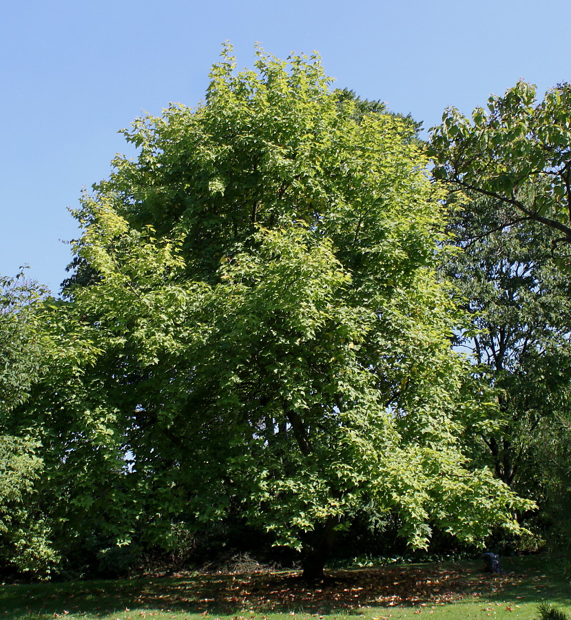 Image of Liquidambar formosana specimen.