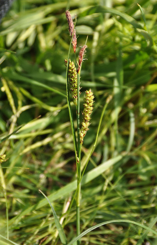 Изображение особи род Carex.