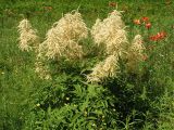 Aruncus dioicus