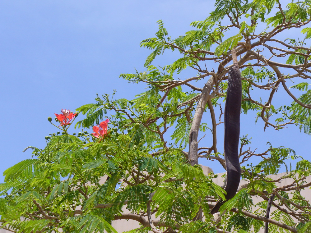 Изображение особи Delonix regia.