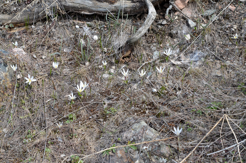 Изображение особи Colchicum kesselringii.