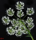 Pimpinella anisum