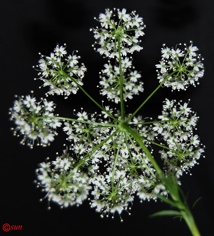 Изображение особи Pimpinella anisum.