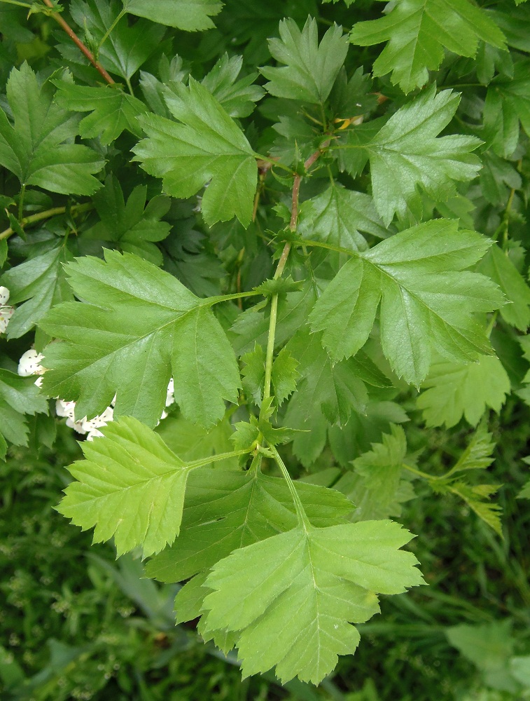 Image of Crataegus sanguinea specimen.