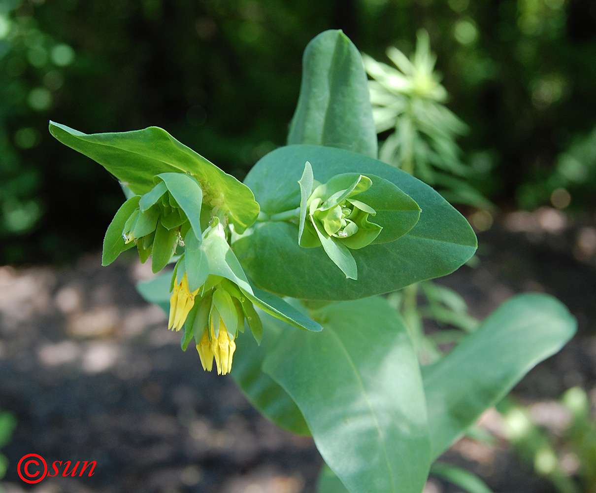 Image of Cerinthe minor specimen.