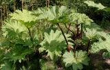 Gunnera tinctoria. Растение с развивающимися соцветиями. Германия, г. Дюссельдорф, Ботанический сад университета. 04.05.2014.