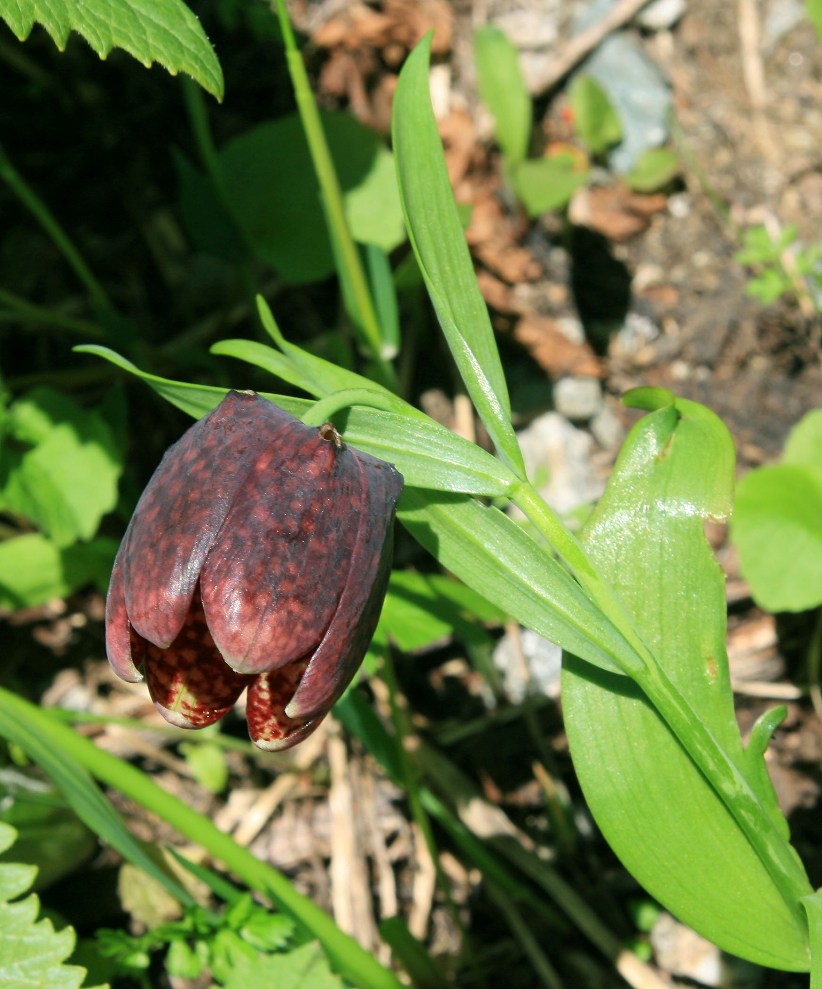 Image of Fritillaria latifolia specimen.