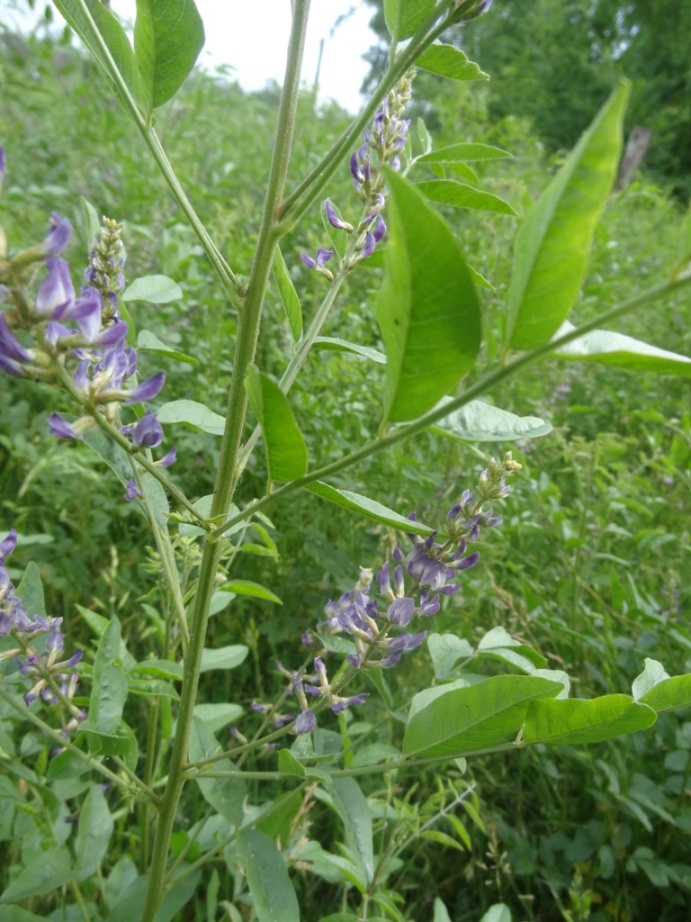 Image of Glycyrrhiza glabra specimen.