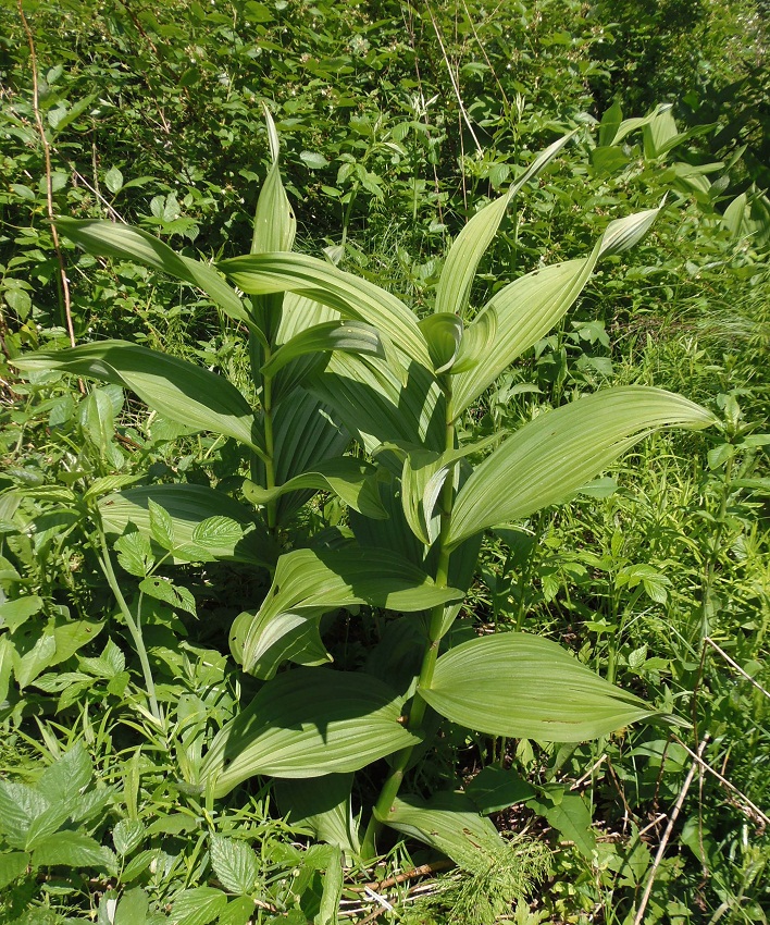 Изображение особи Veratrum lobelianum.