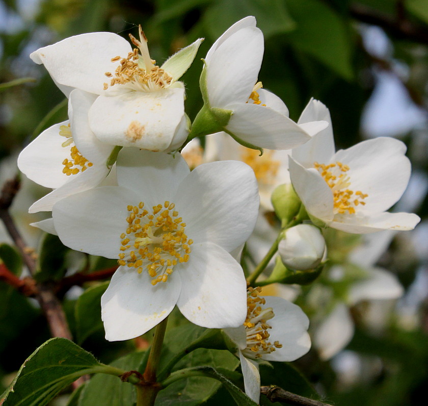 Image of Philadelphus coronarius specimen.