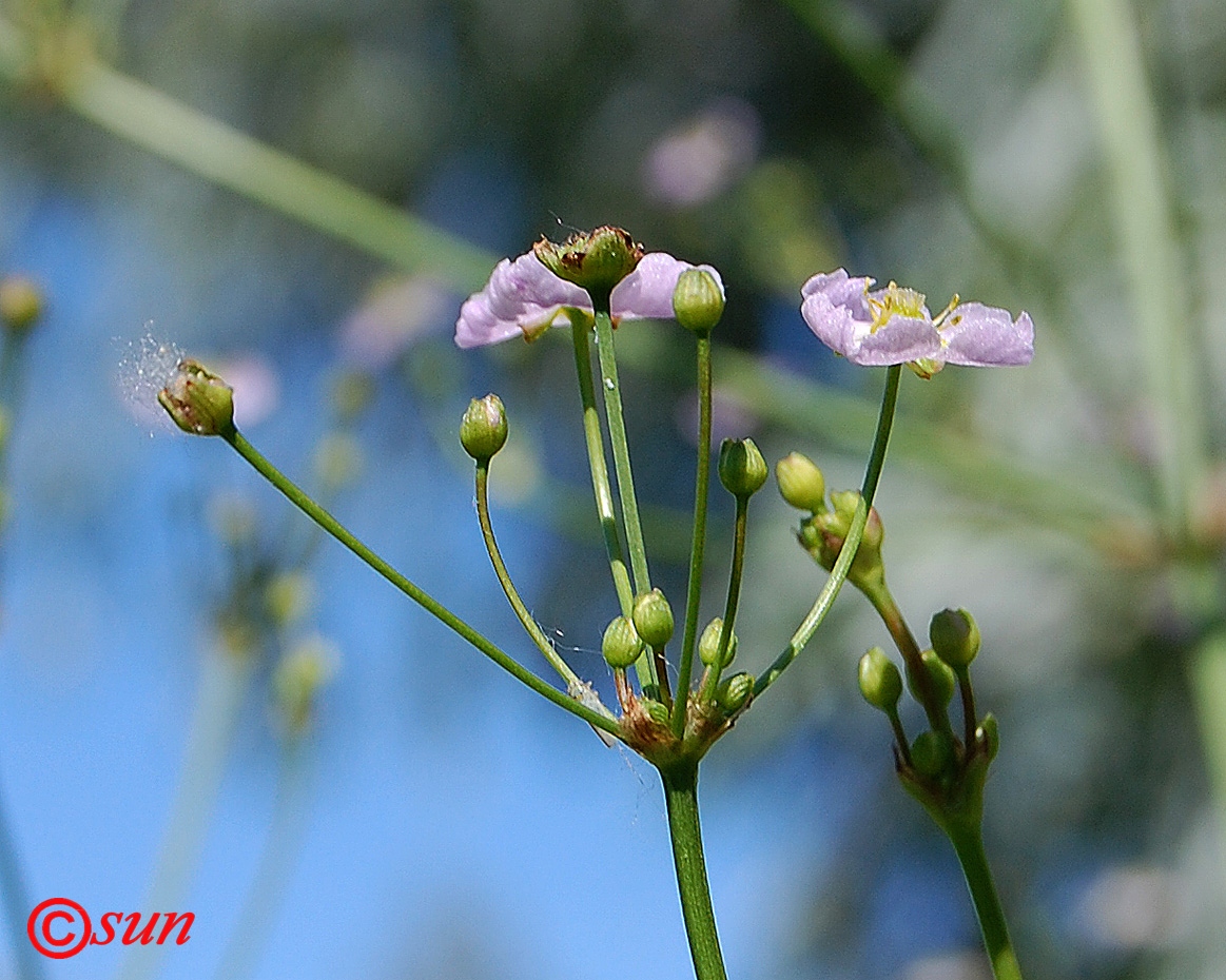 Image of Alisma plantago-aquatica specimen.