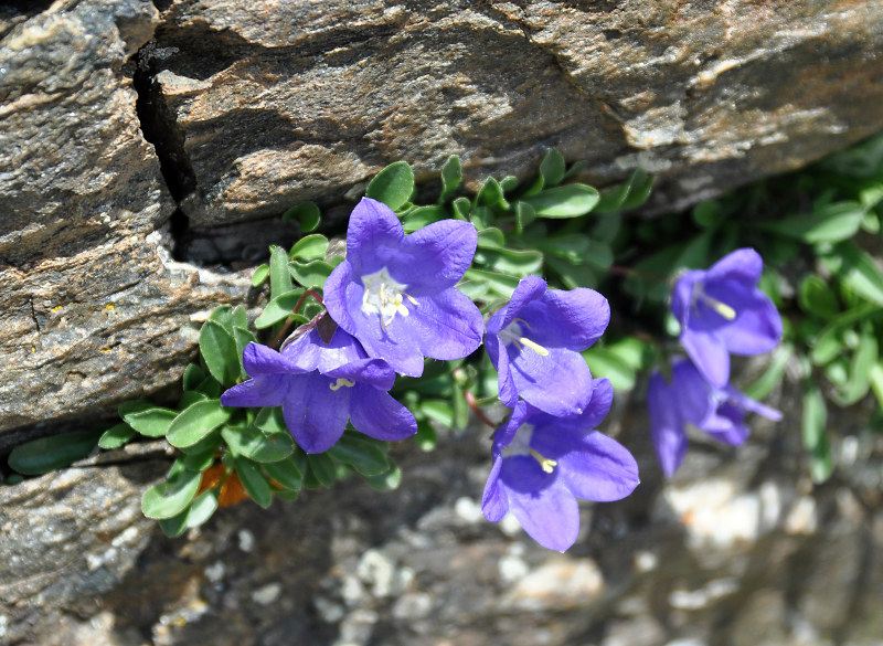 Image of Campanula saxifraga specimen.