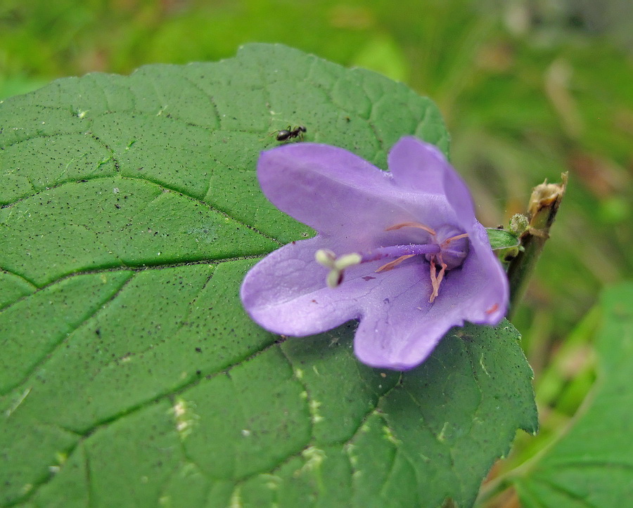 Изображение особи род Campanula.