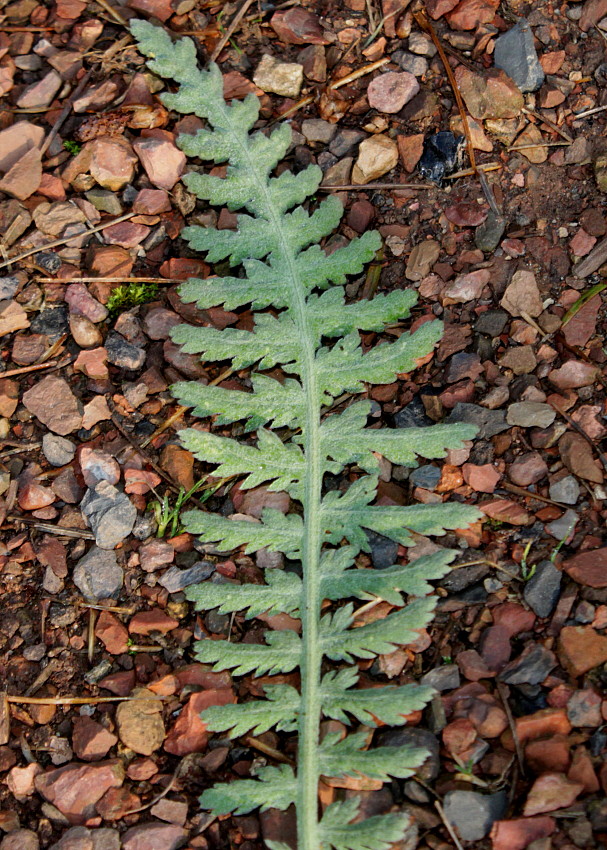 Изображение особи Achillea filipendulina.