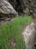 View full-size image Arenaria serpyllifolia