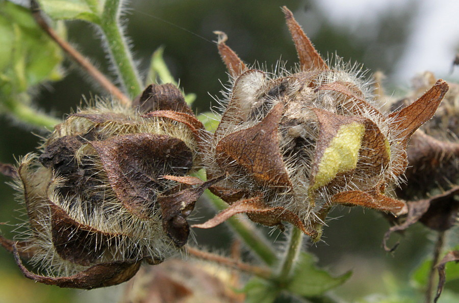 Image of Kitaibelia vitifolia specimen.