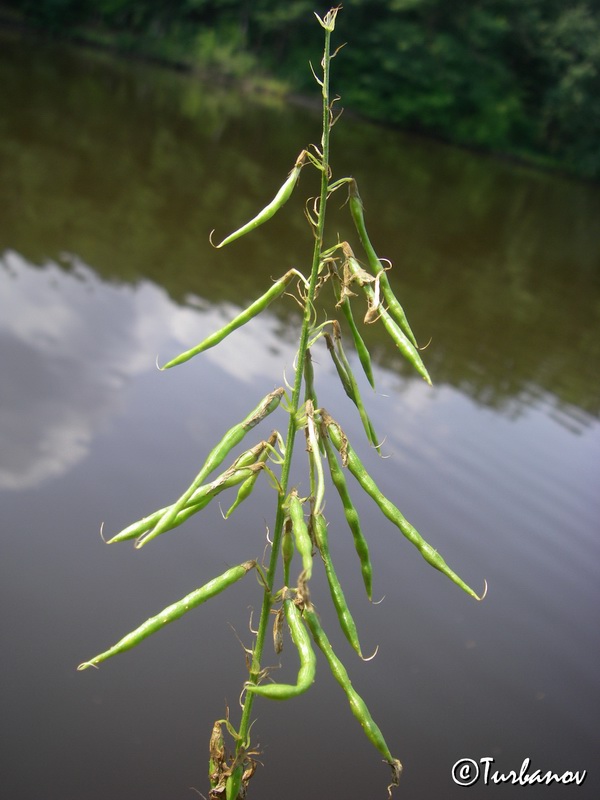 Image of Galega officinalis specimen.