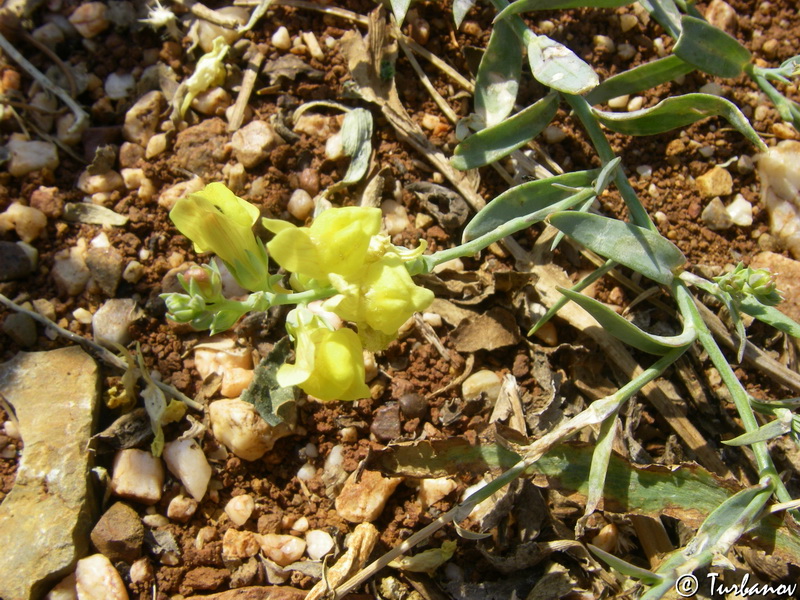 Изображение особи Linaria genistifolia.