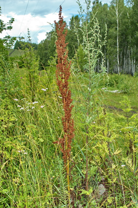 Image of Rumex pseudonatronatus specimen.