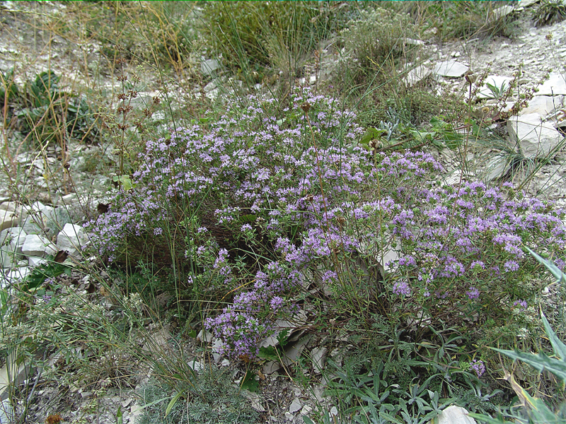 Изображение особи Ziziphora serpyllacea.